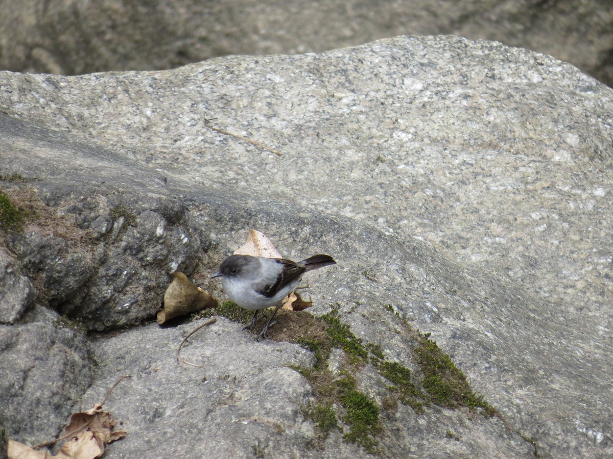 Torrent Tyrannulet - ML320388361