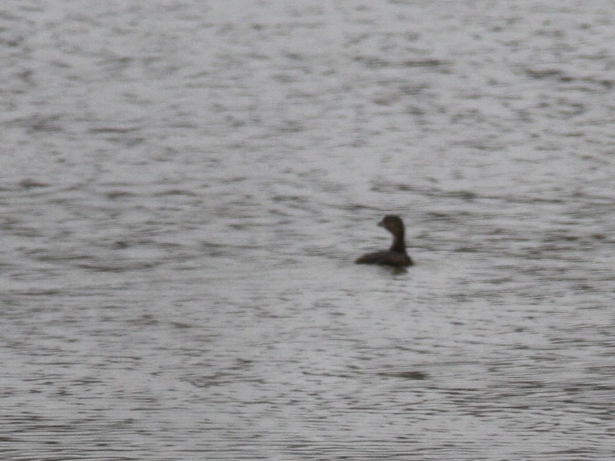 Pied-billed Grebe - ML320389031