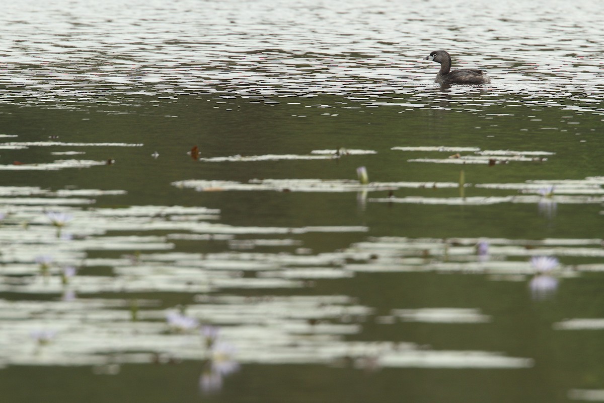 Pied-billed Grebe - Martjan Lammertink