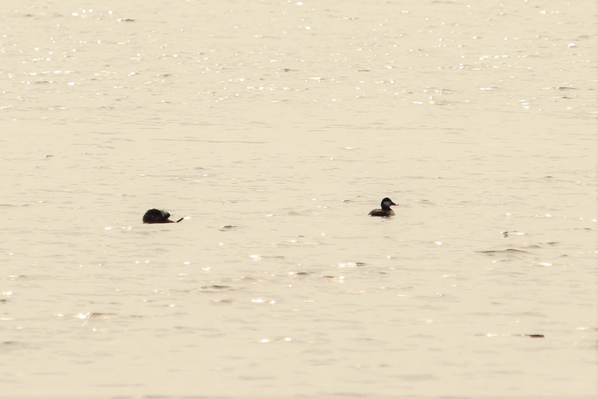 Ruddy Duck - ML320390631