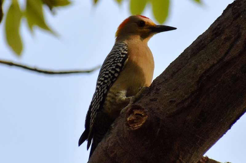 Golden-fronted Woodpecker - Adrian Romo Garcia