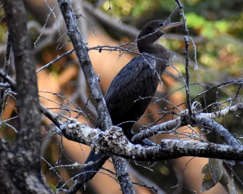 Cormorán Biguá - ML320393201