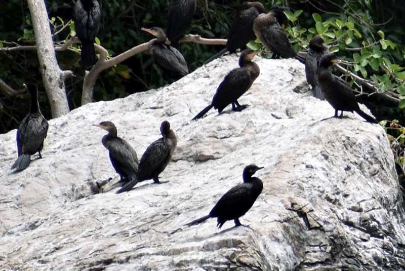 Neotropic Cormorant - ML320393981