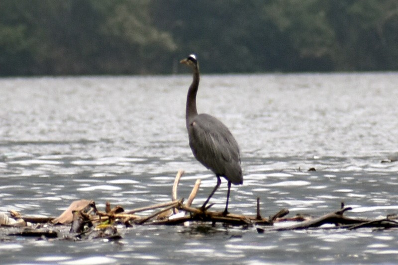 Great Blue Heron - ML320394561