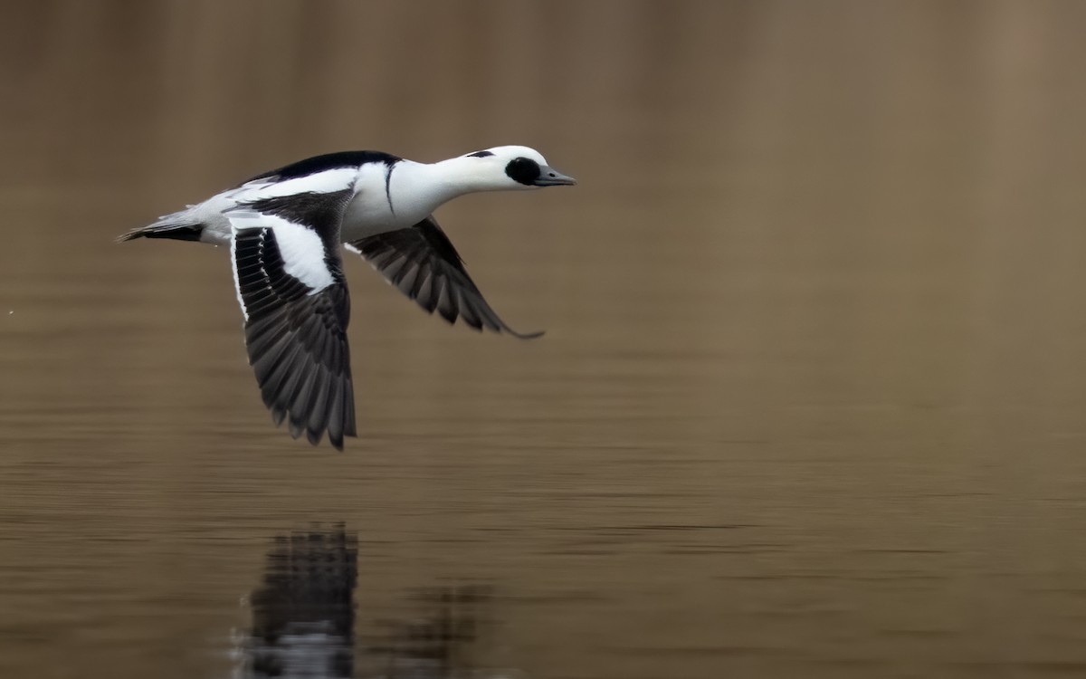 Smew - ML320394581