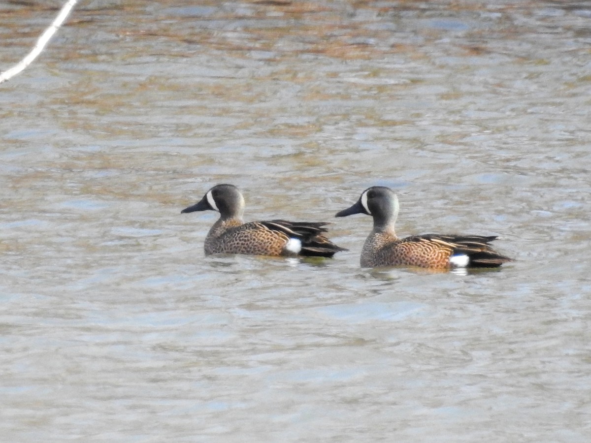 Blue-winged Teal - ML320394971