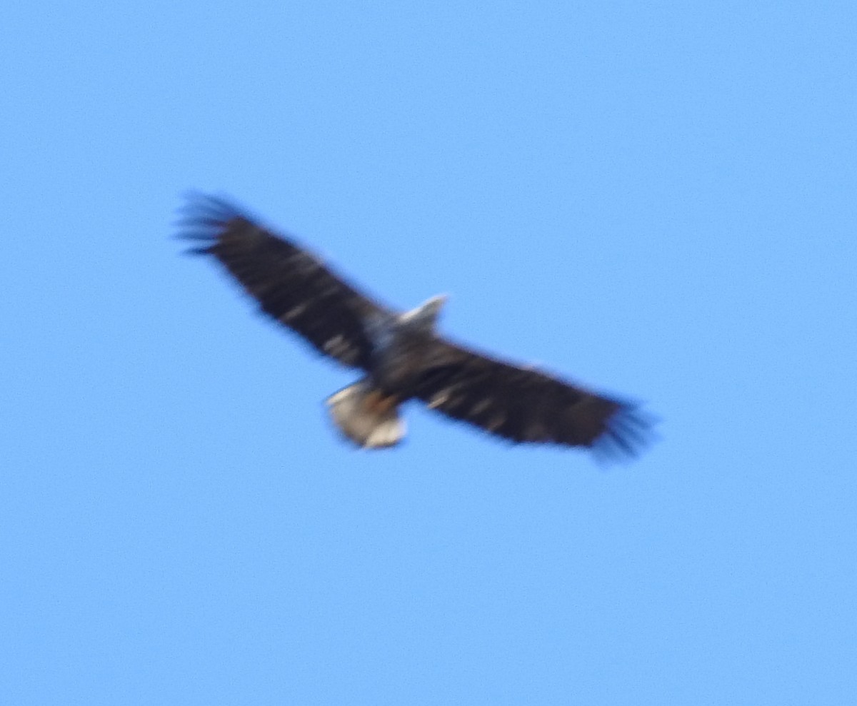 Bald Eagle - ML320395041