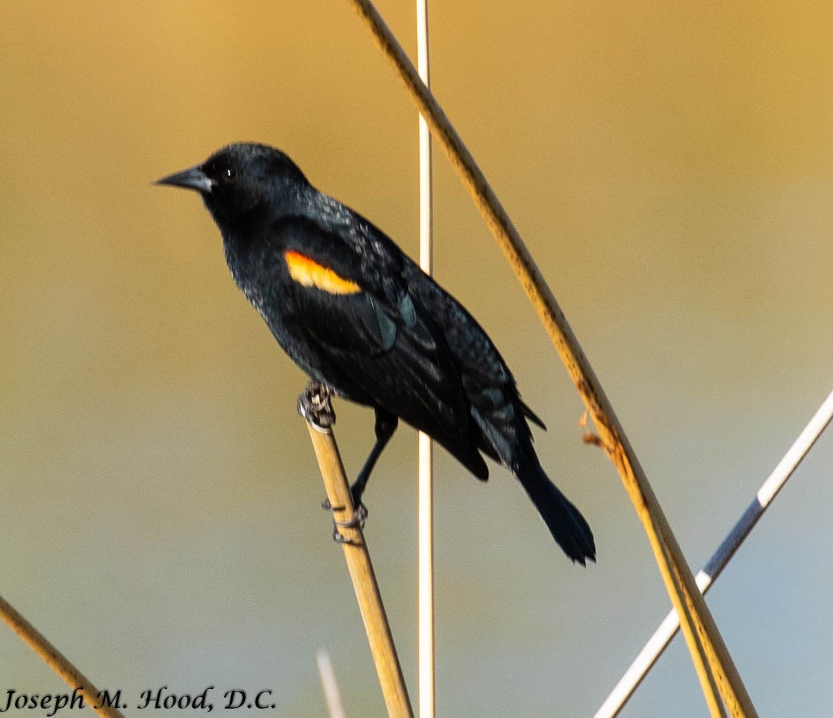 Red-winged Blackbird - ML320396631