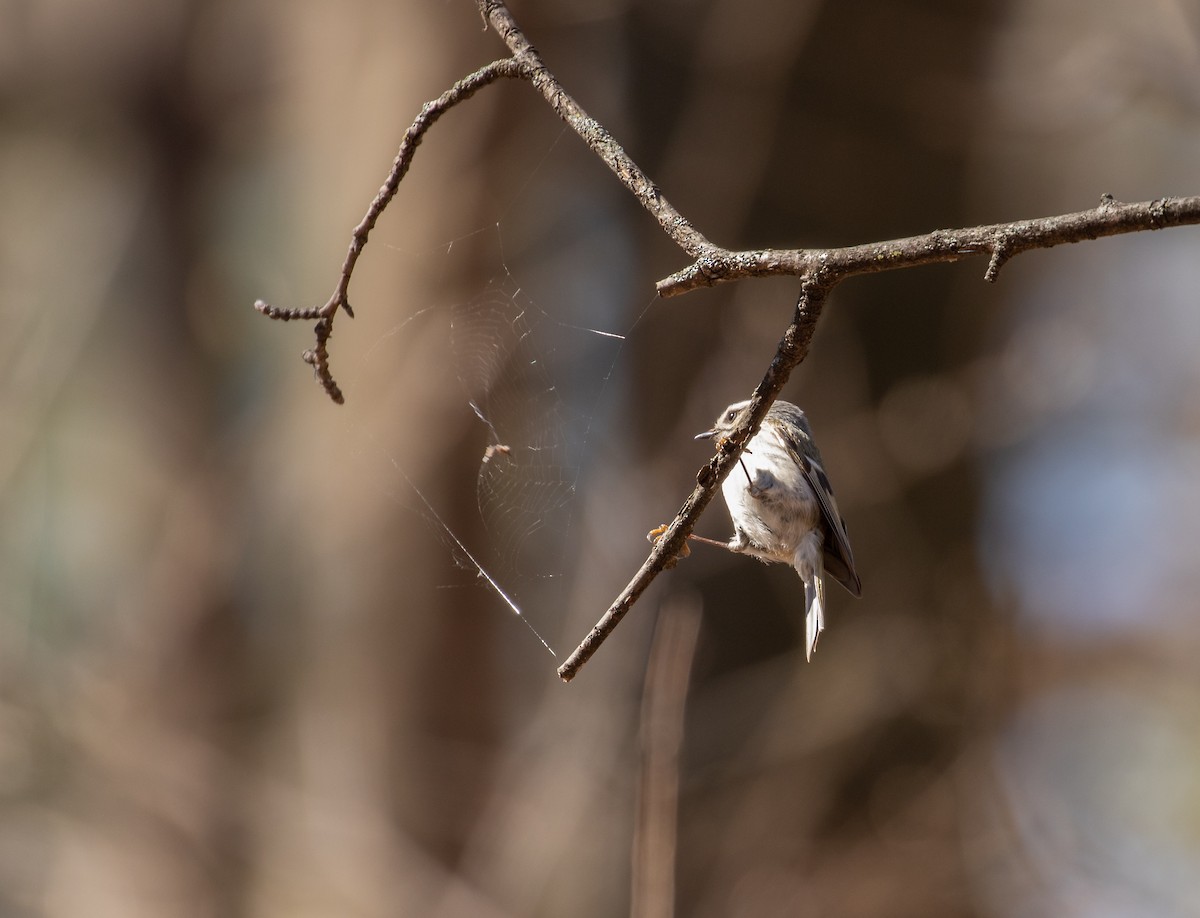 Golden-crowned Kinglet - Richard  Davis