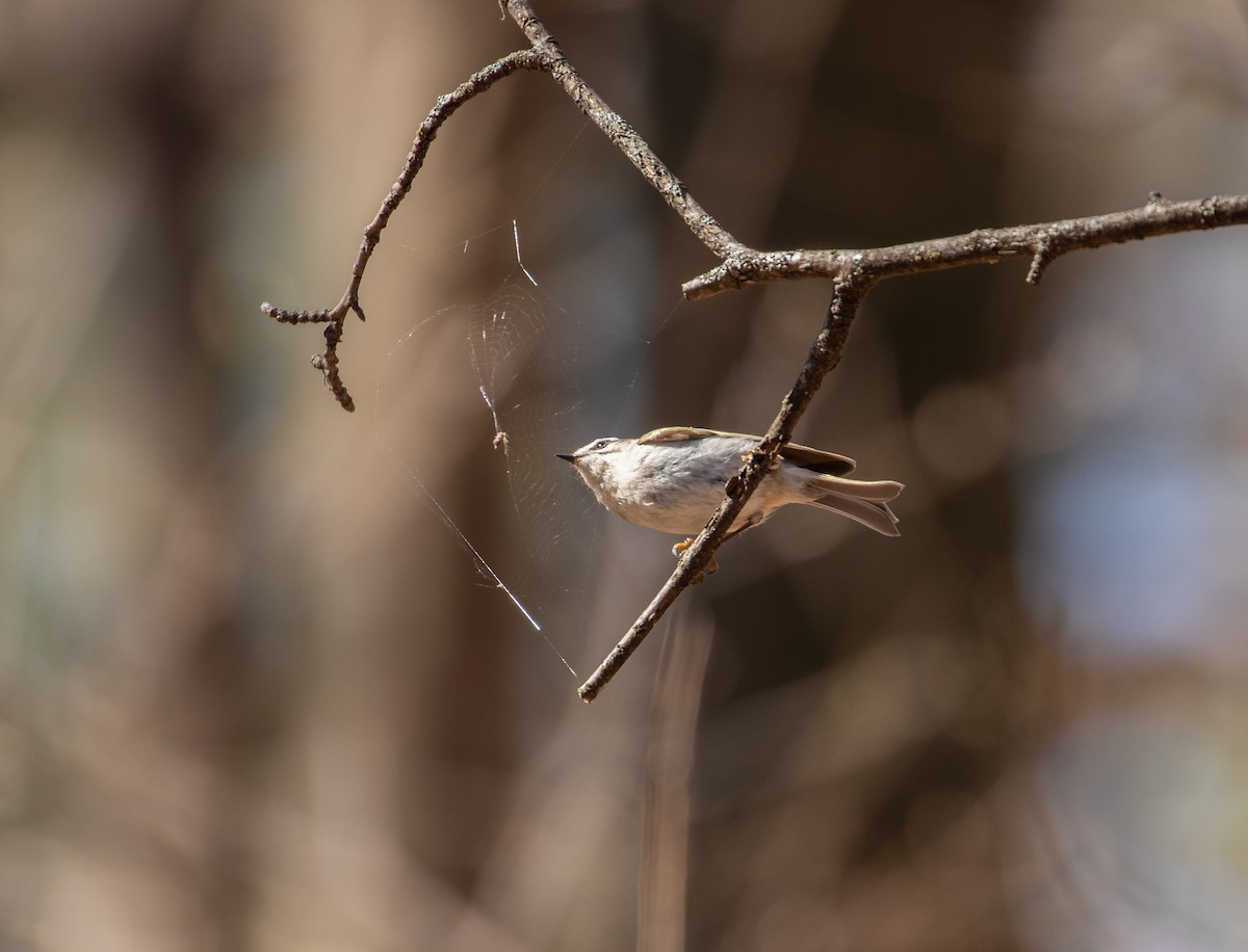 Roitelet à couronne dorée - ML320398581