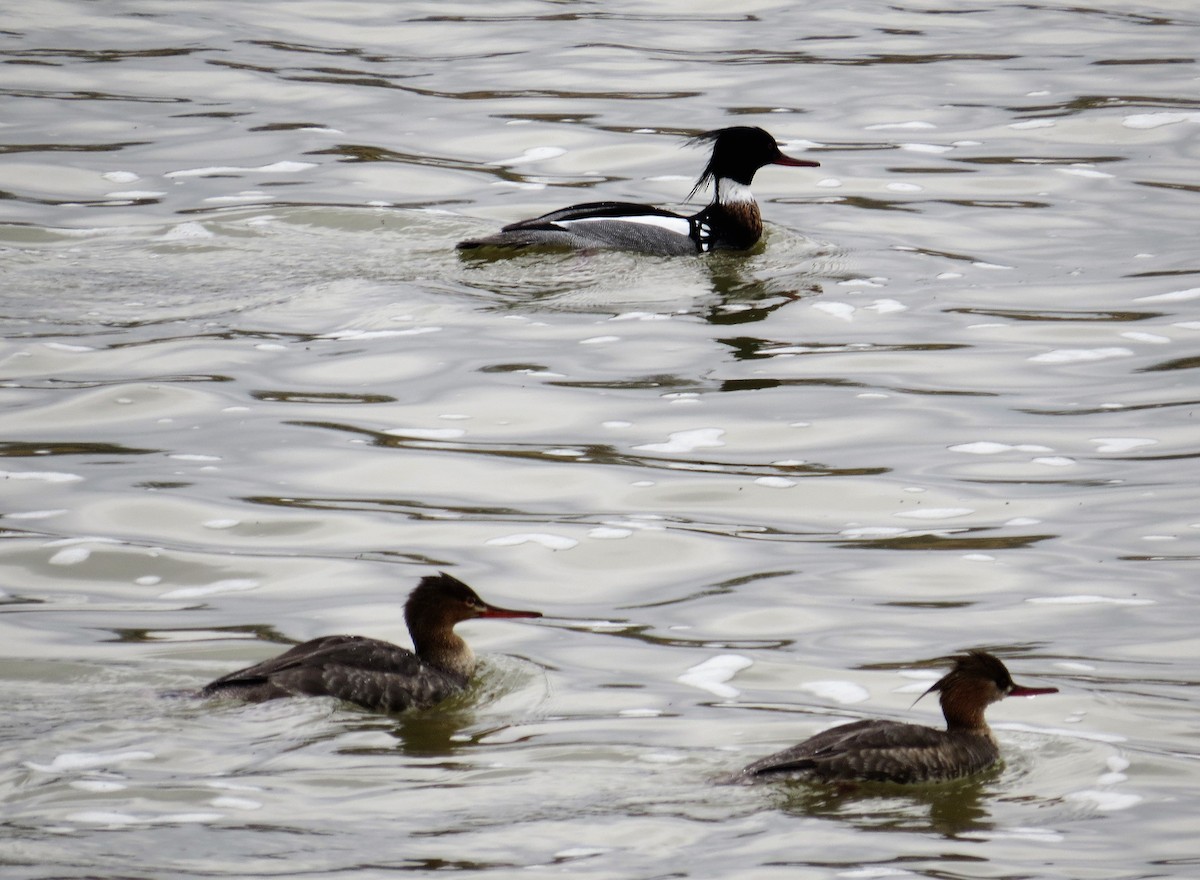 Red-breasted Merganser - ML320399471
