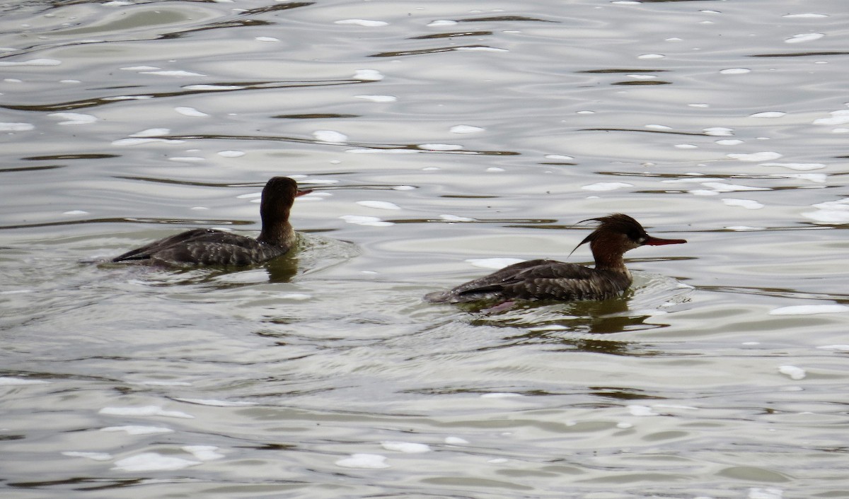 Red-breasted Merganser - ML320399541