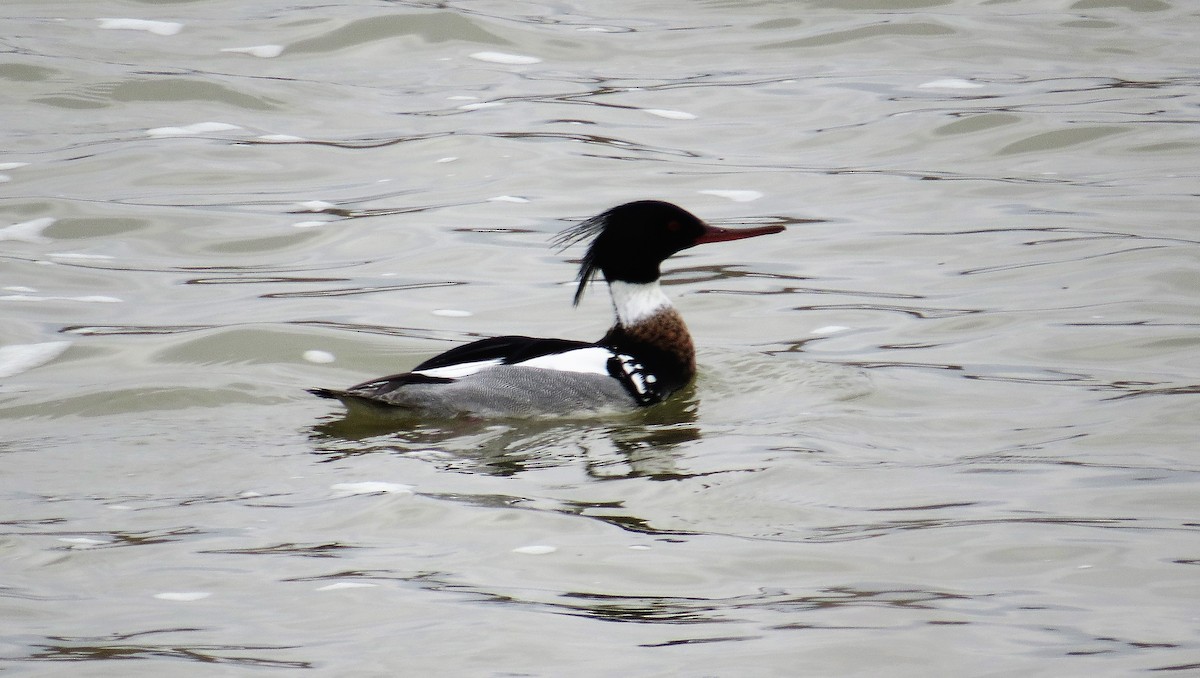 Red-breasted Merganser - ML320399621