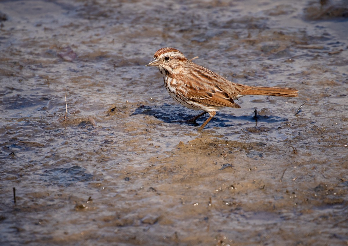 Song Sparrow - ML320399891