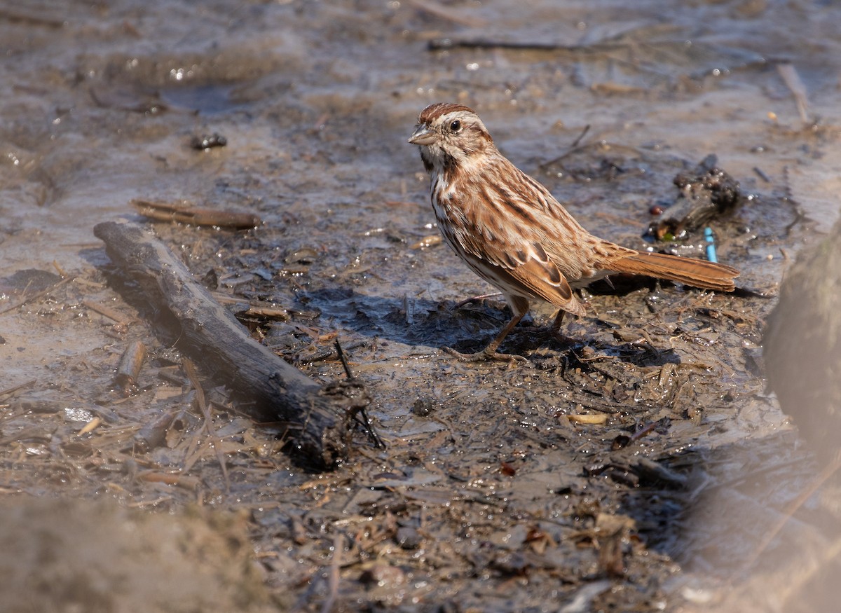 Song Sparrow - Richard  Davis