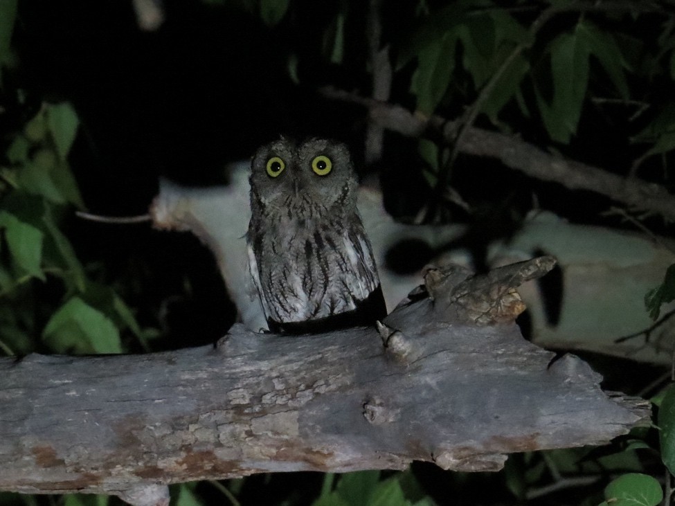 Western Screech-Owl - André Weiss