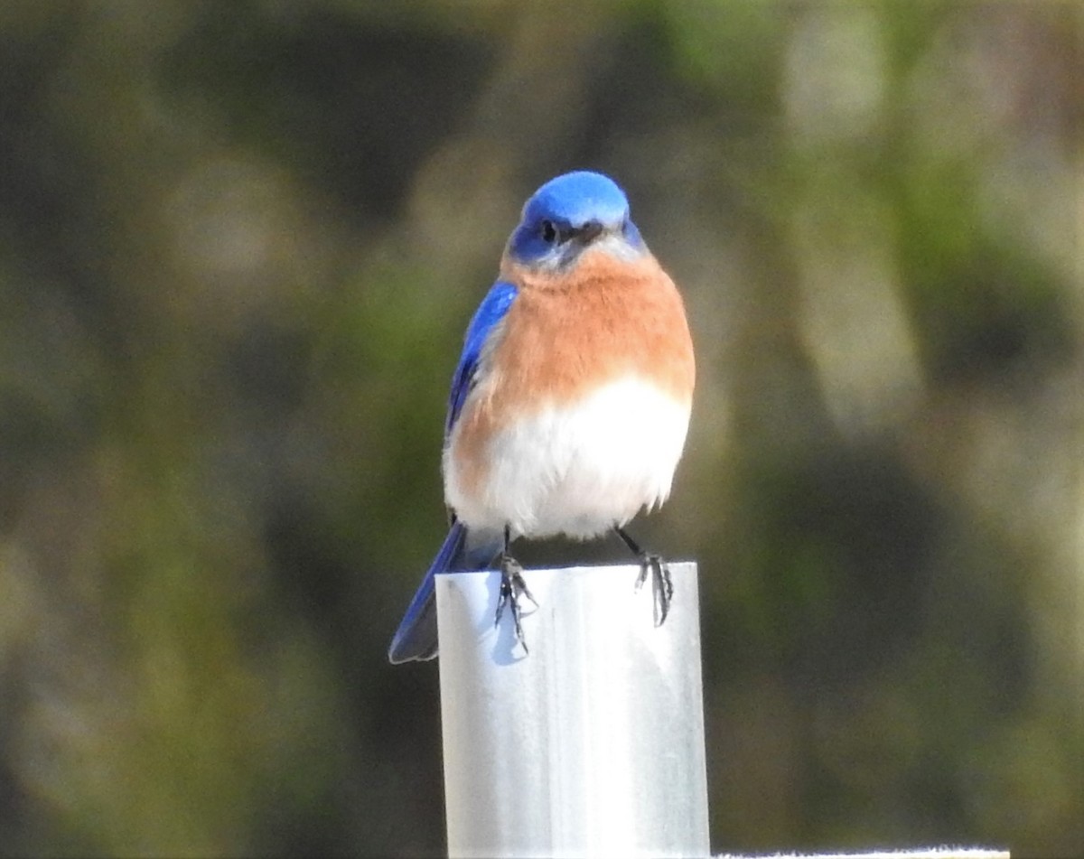 Eastern Bluebird - ML320401791