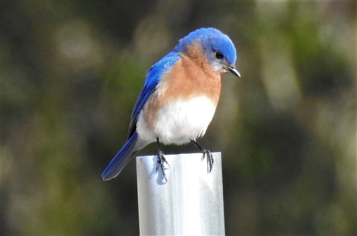 Eastern Bluebird - ML320401971