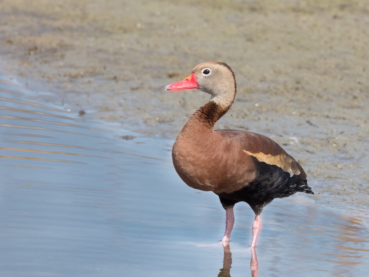 Black-bellied Whistling-Duck - Steve Wickliffe