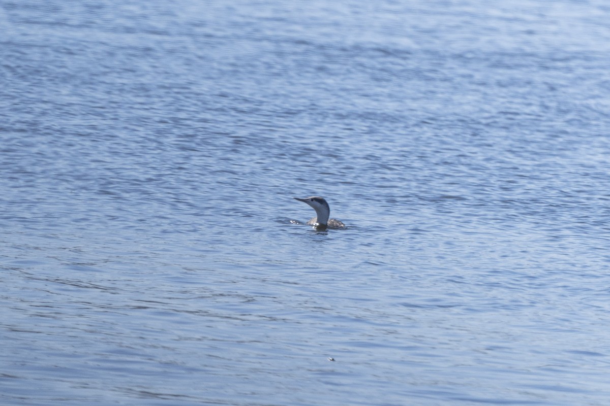 צוללן אדום-גרון - ML320409331