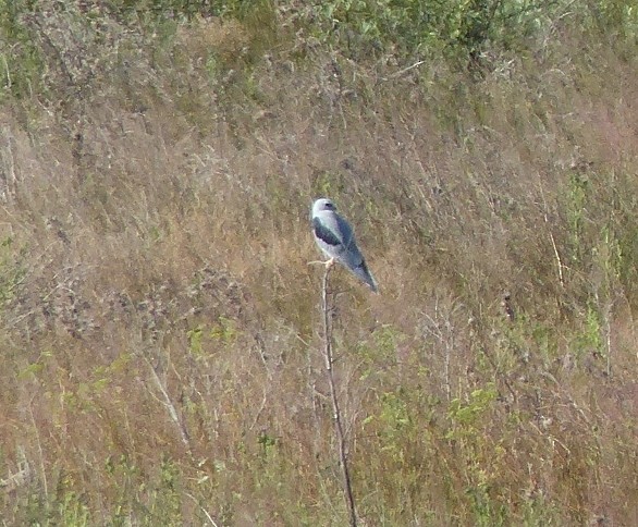 White-tailed Kite - Gary Gray