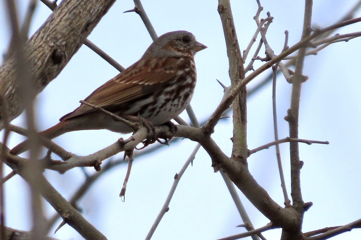 Fox Sparrow (Red) - Micky Louis