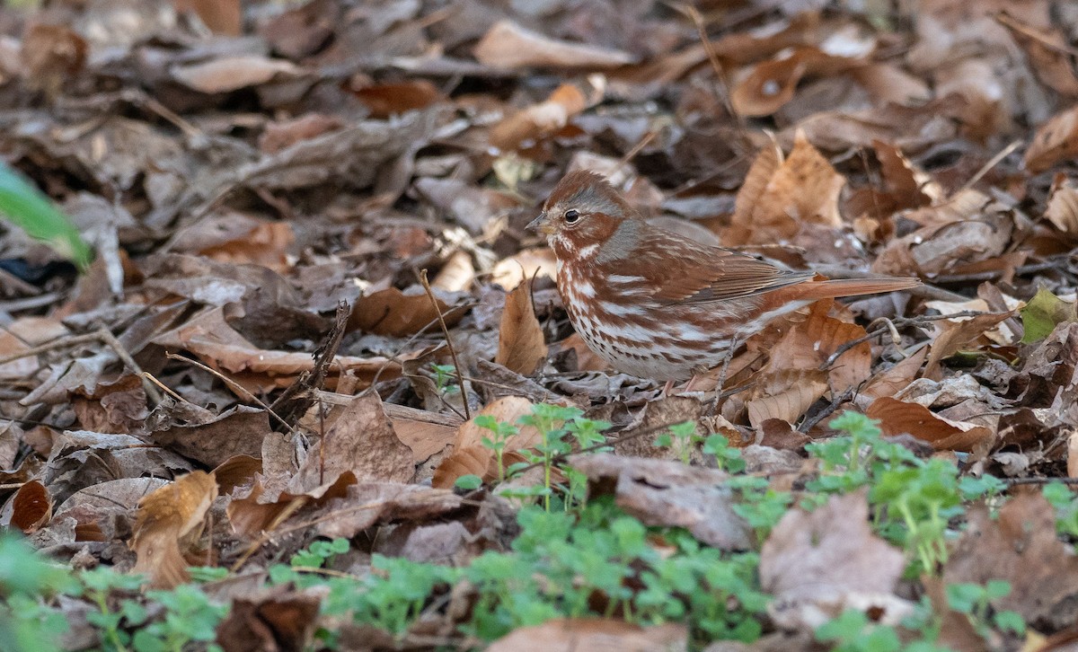 Fox Sparrow (Red) - ML320411731