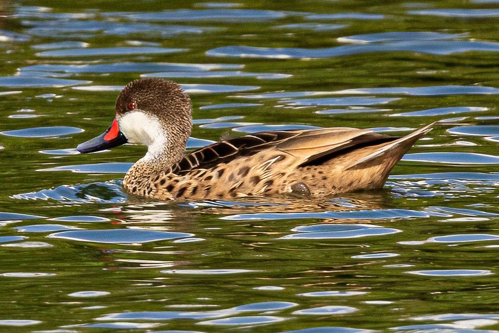 White-cheeked Pintail - Scott Coupland