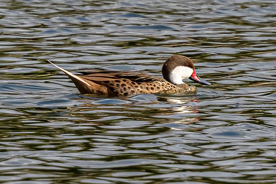 White-cheeked Pintail - ML320414691