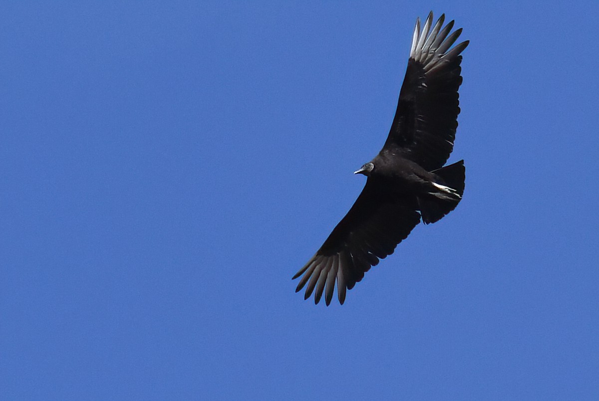 Black Vulture - Andy  Wyatt