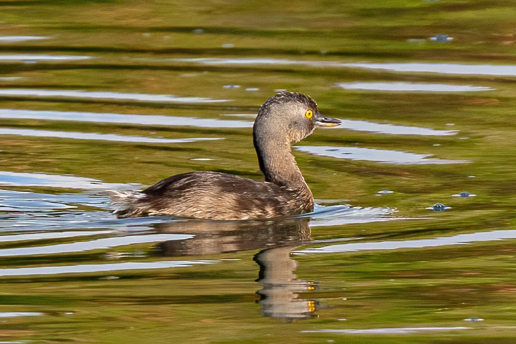 Least Grebe - ML320415111