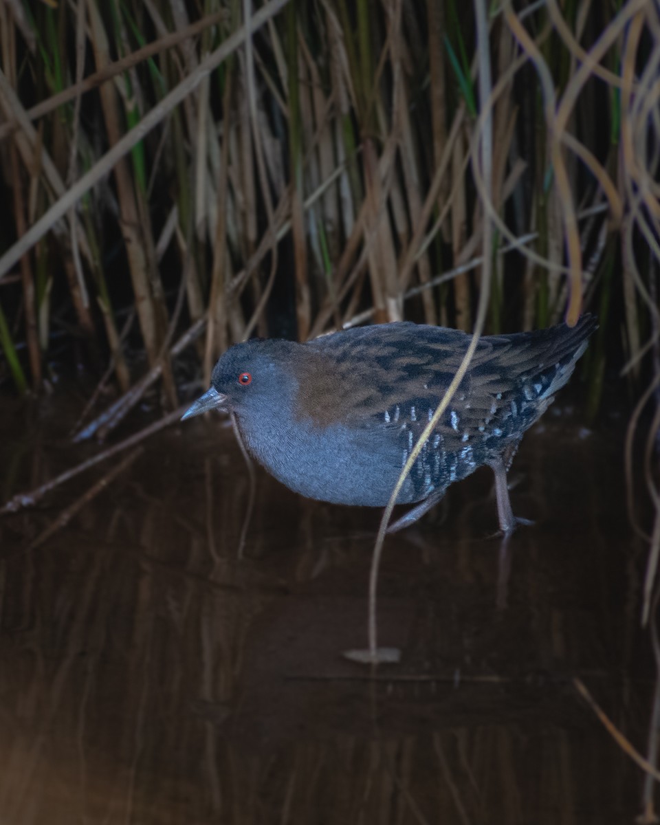 Dot-winged Crake - ML320415381