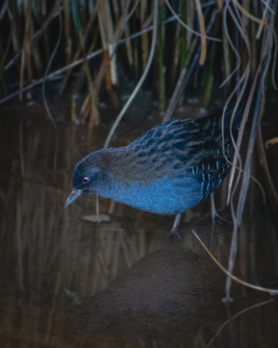 Dot-winged Crake - ML320415391