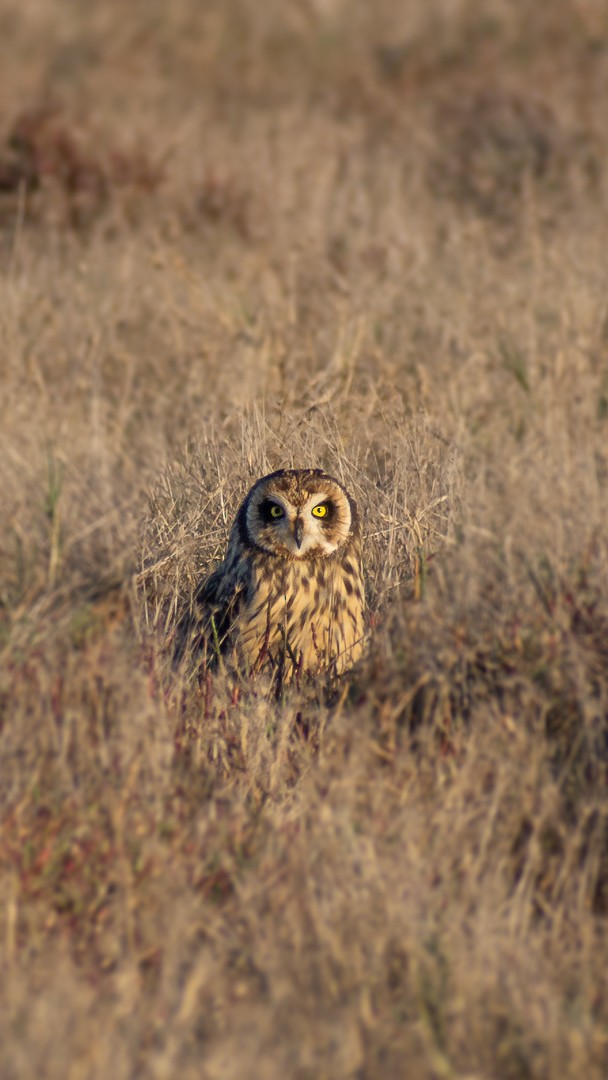 Short-eared Owl - ML320415581