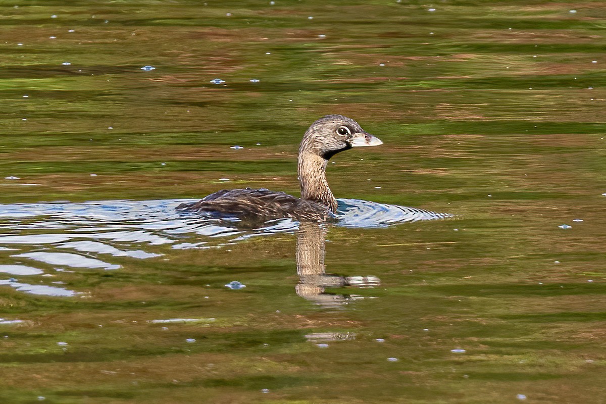 Grèbe à bec bigarré - ML320417531