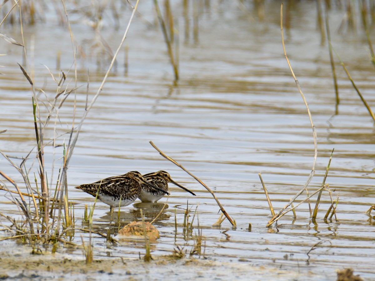 Common Snipe - ML320417981