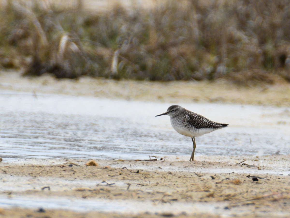 Wood Sandpiper - ML320418111