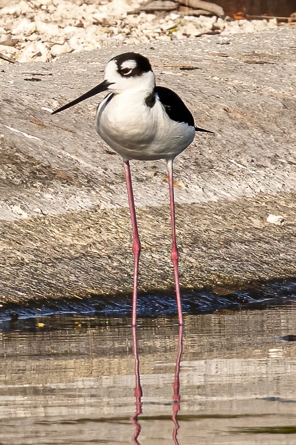 Schwarznacken-Stelzenläufer - ML320418201