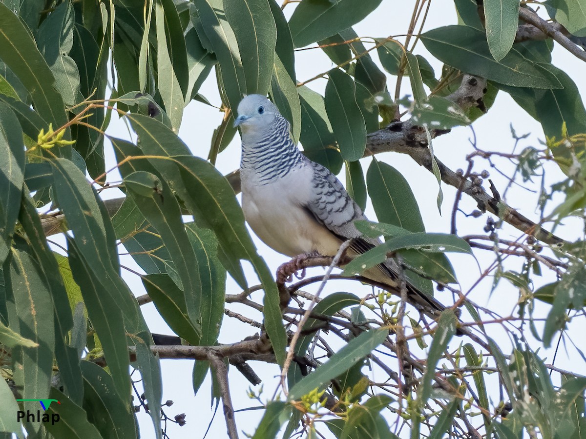 Peaceful Dove - ML320418371