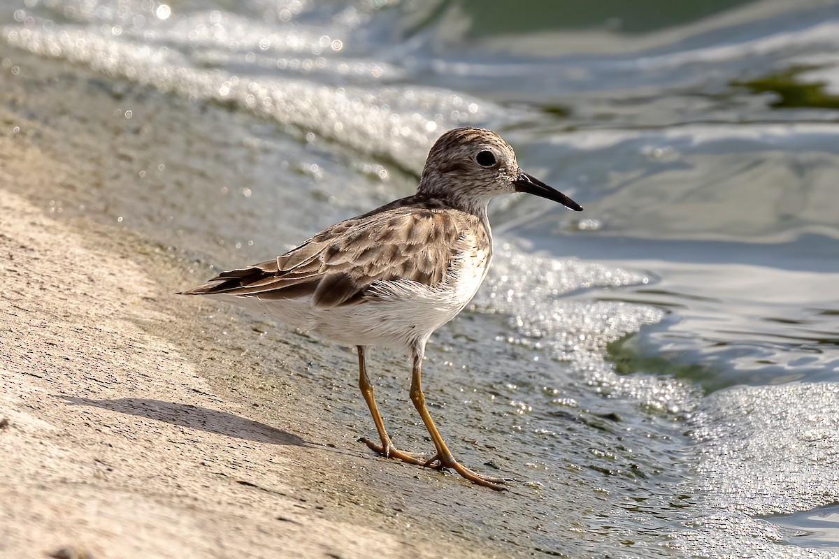 Least Sandpiper - ML320418581