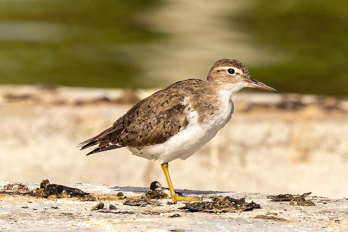 Spotted Sandpiper - ML320418801