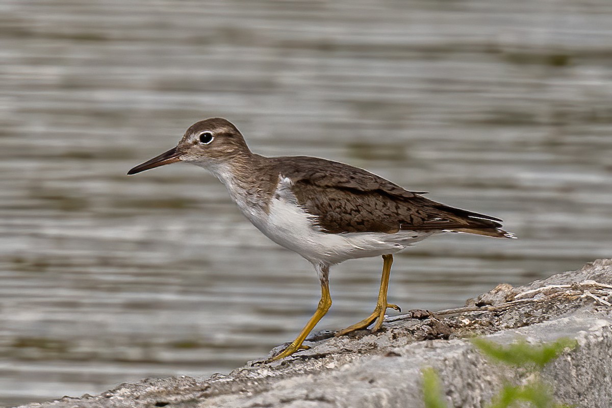 Spotted Sandpiper - ML320418901