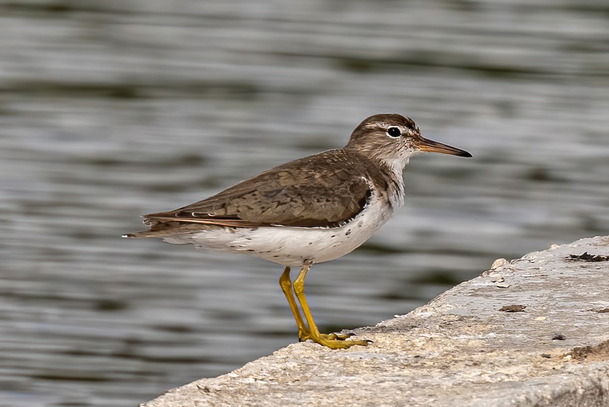 Spotted Sandpiper - Scott Coupland