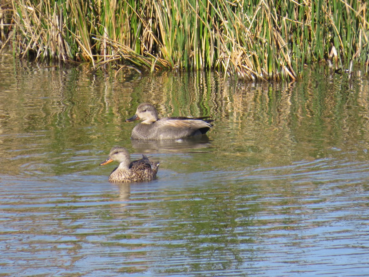 Gadwall - Rich Ferrick