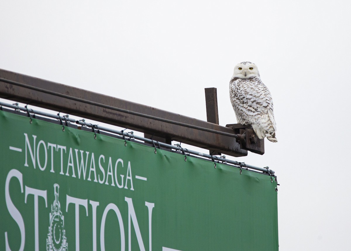 snøugle - ML320419481