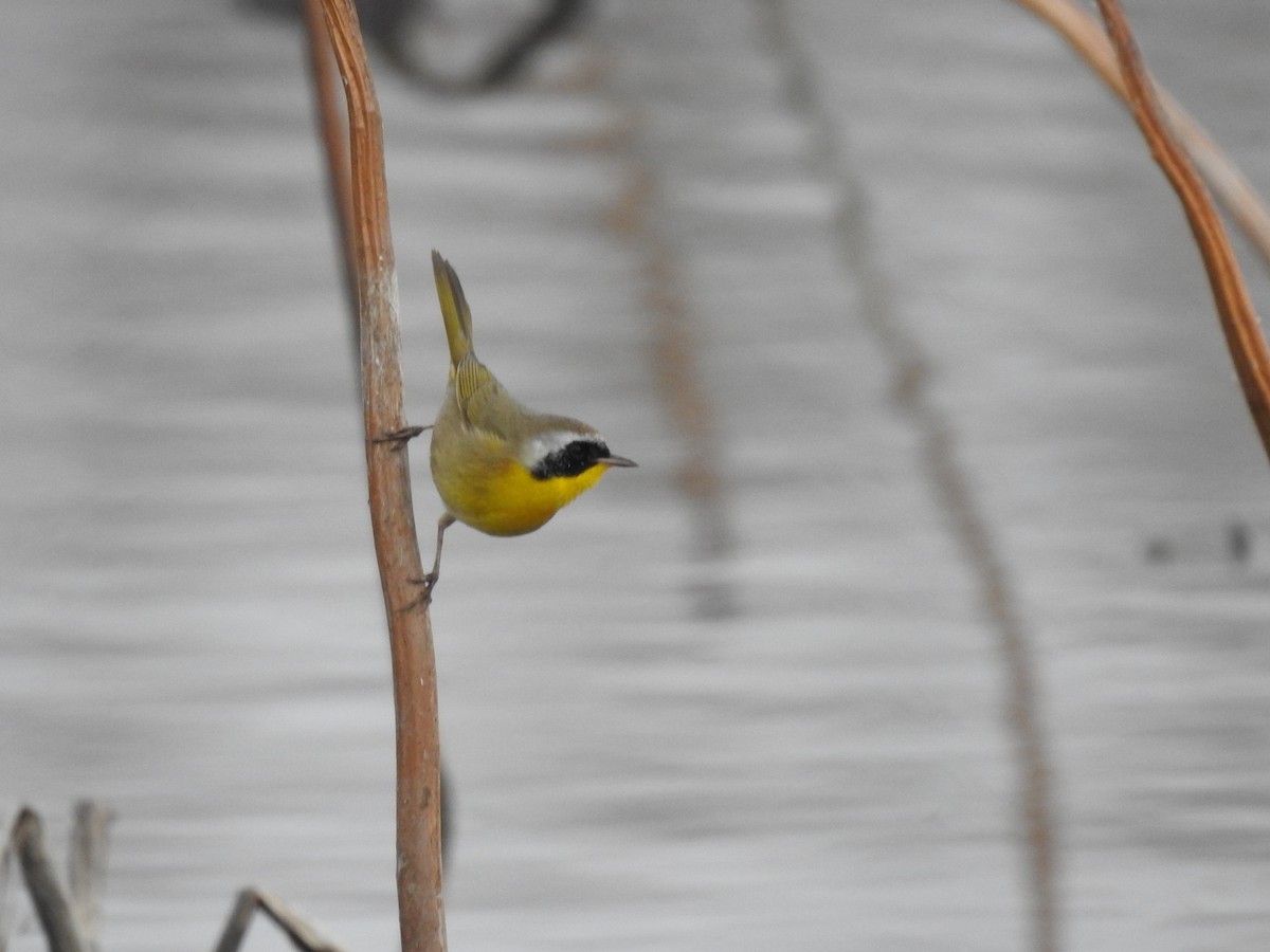 Common Yellowthroat - Kevin (Seth) Long