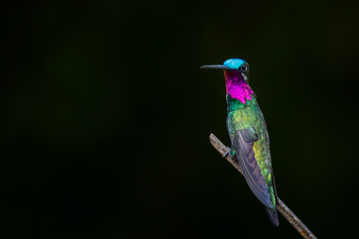 Stripe-breasted Starthroat - Claudia Brasileiro
