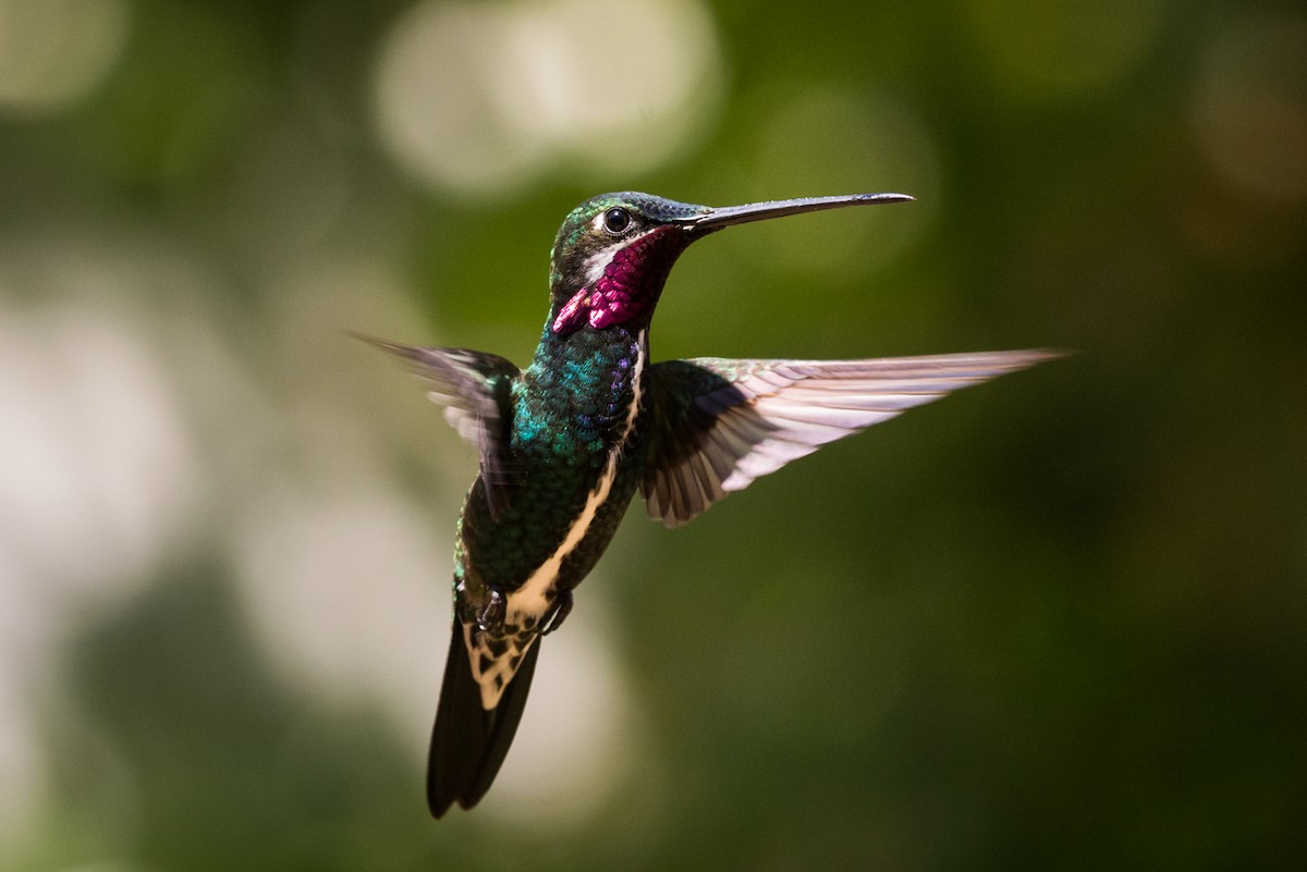Stripe-breasted Starthroat - Claudia Brasileiro