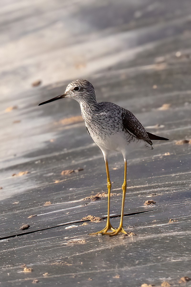 Lesser Yellowlegs - ML320420221