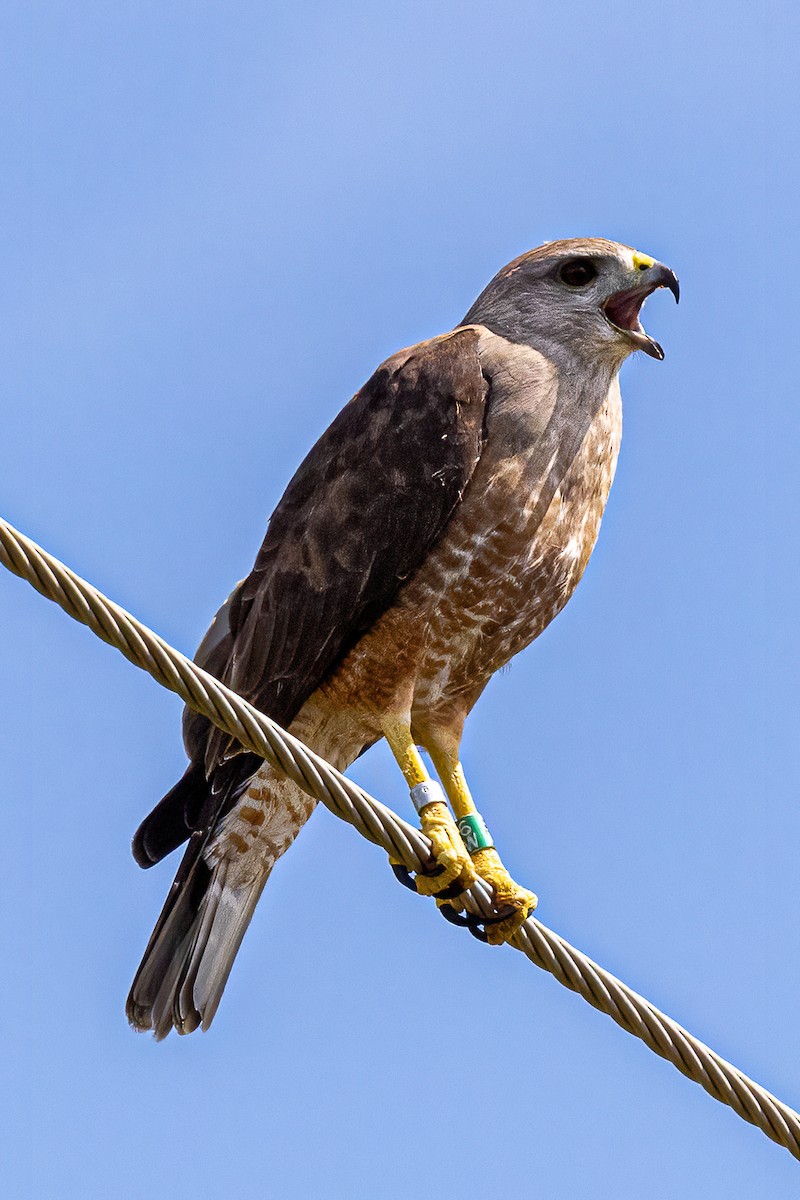 Ridgway's Hawk - ML320420471